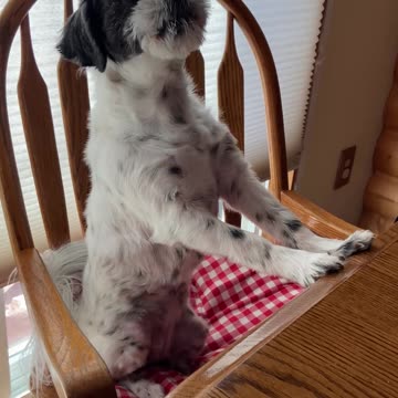 Marble thinks she’s a human