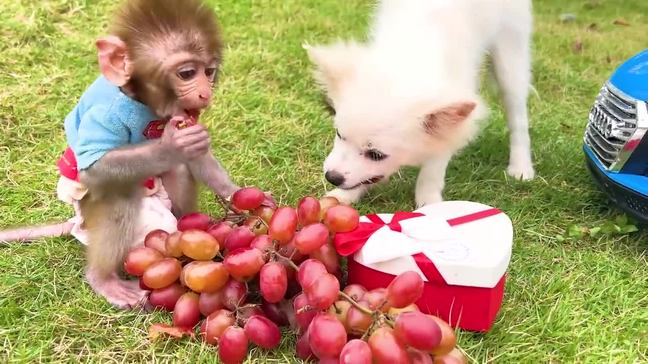 FUNNY - LITTLE - MONKEY