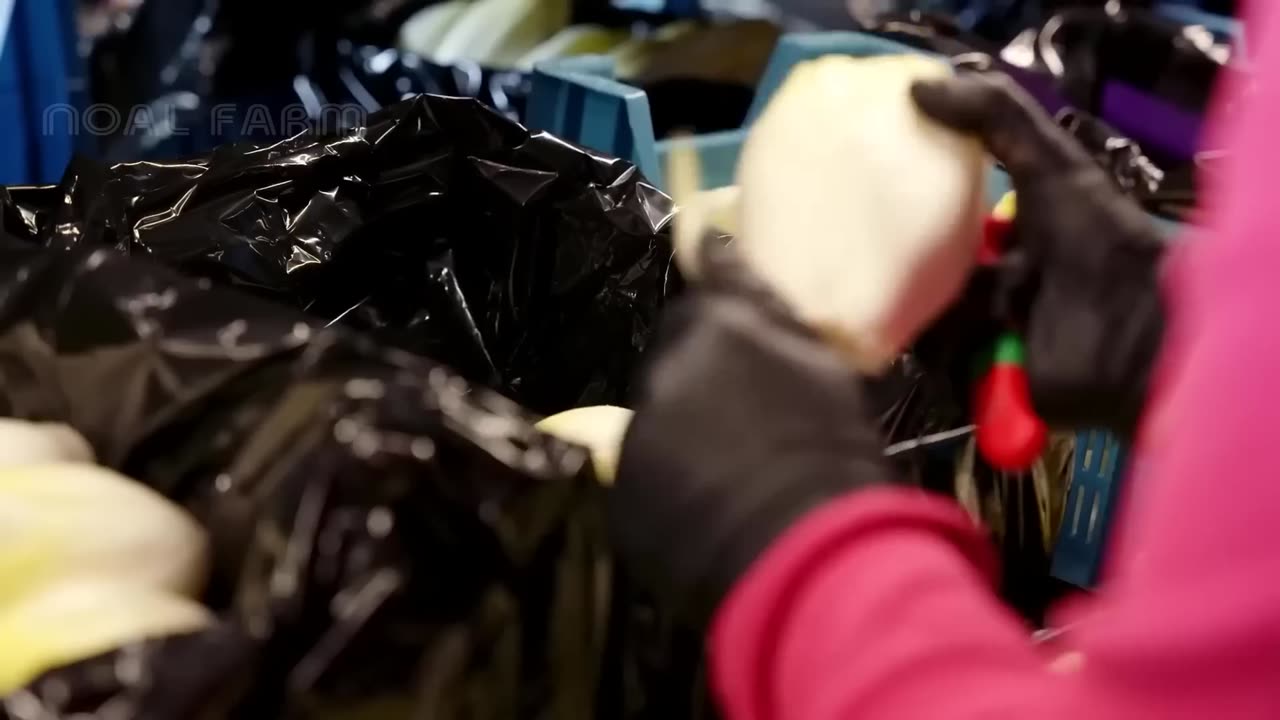 How to Cultivate Millions of Golden Vegetable Buds in Dark Room - Belgian Endive Farming and Harvest