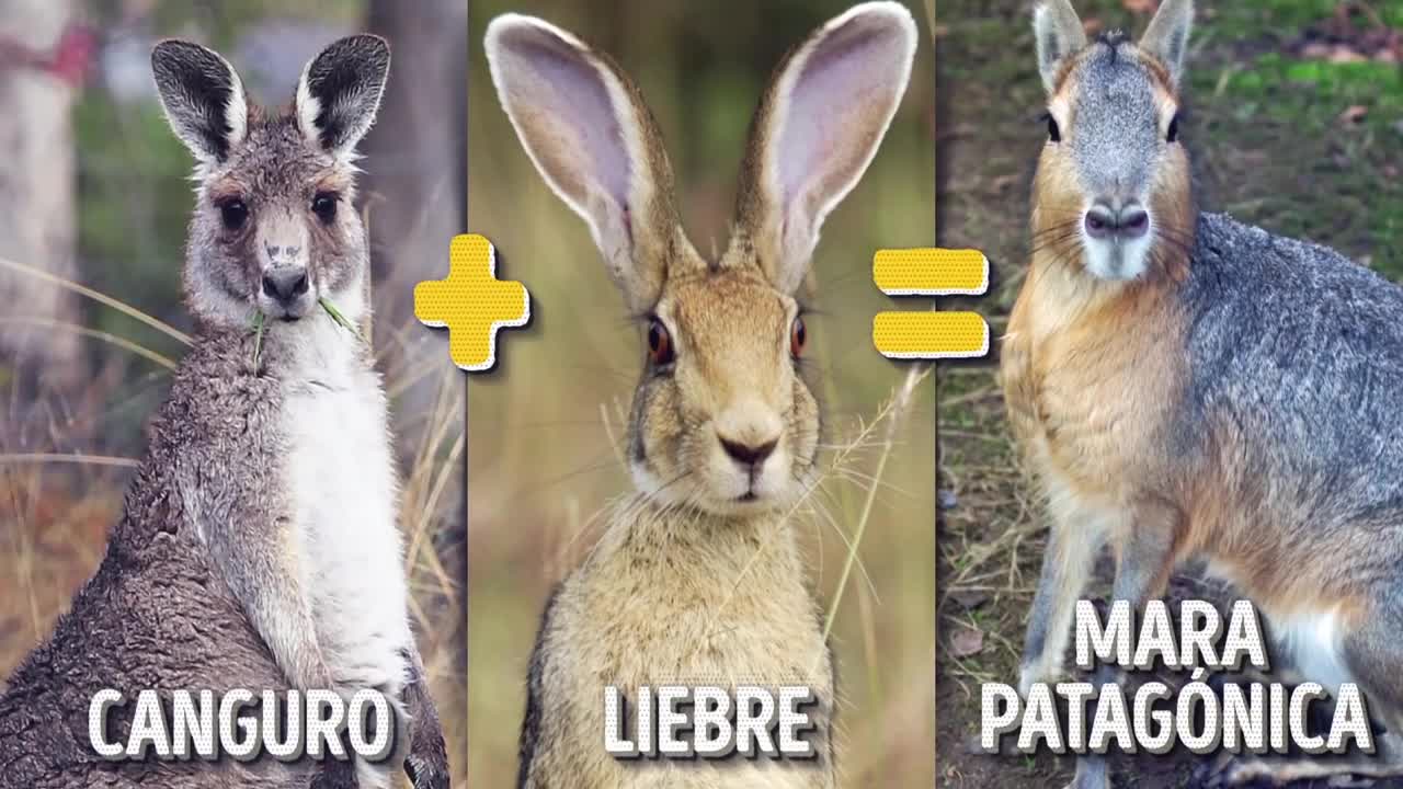 Animales increíbles