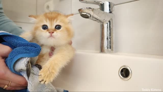 cat and went to the bath VIP 1