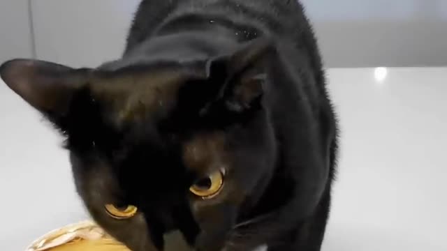 funny animals
