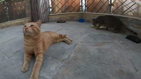 ED SHEERAN & MICHAEL JACKSON - Homeless cats in Ras Al Khaimah, UAE #cat #EdSheeran #MichaelJackson