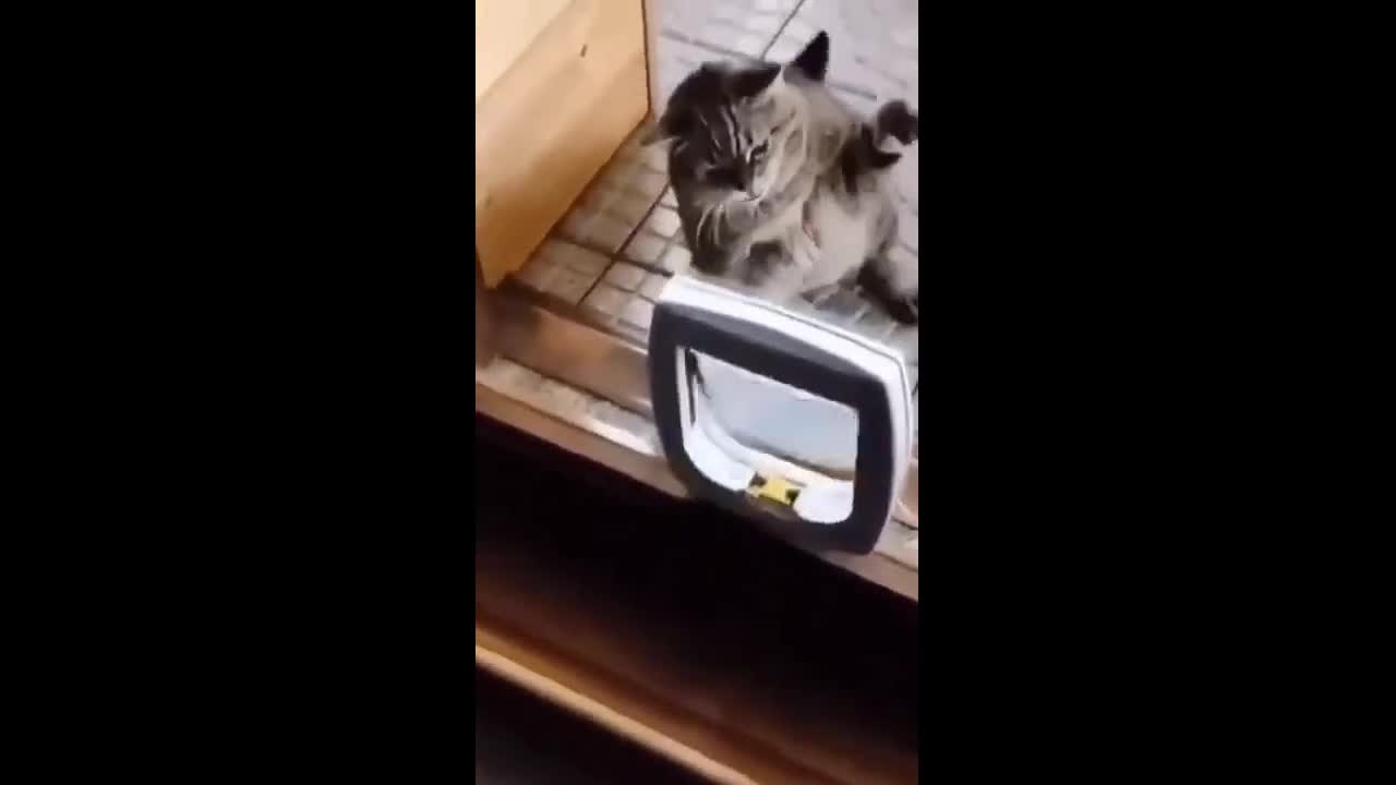 Funny Cat Videos 07 - You will Laugh So Hard