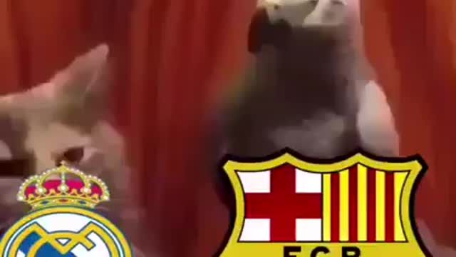 Barca bird