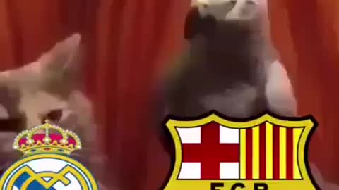 Barca bird