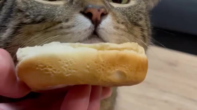 Catburger