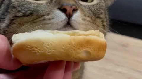 Catburger