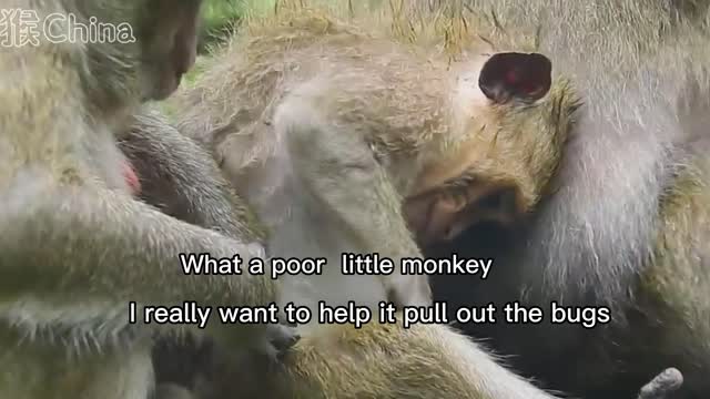 Poor little monkey