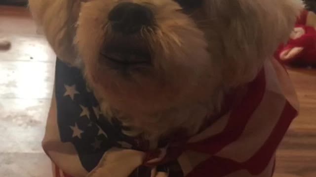 Patriot Loulou aka Louis news 📰 Happy 4th July to all patriots