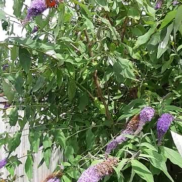 Monarch butterflie filled bush