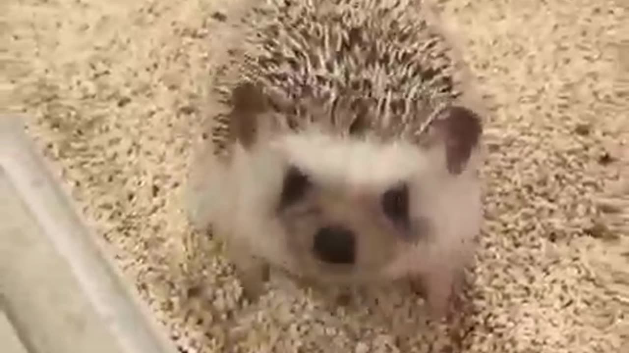 A very beautiful, cute hedgehog, still a very cool baby.