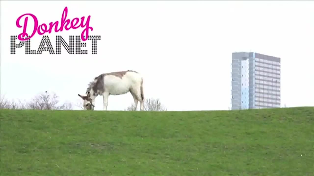 Donkey Planet Official Trailer