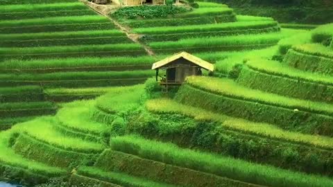nature and piceful silence