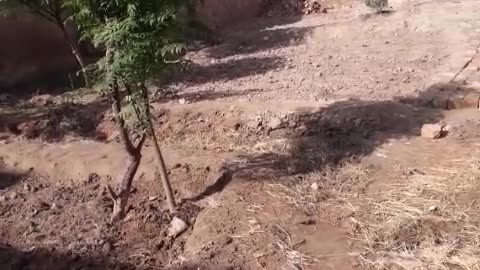 Home farming