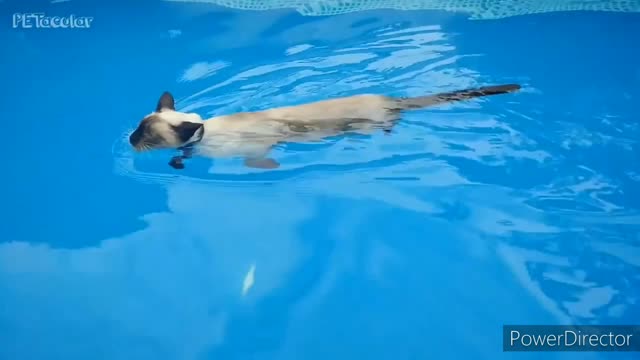 The wife of cat has left, so the cat jumped into the water.