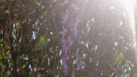 "Sousake Aizen" Perfume Complete version