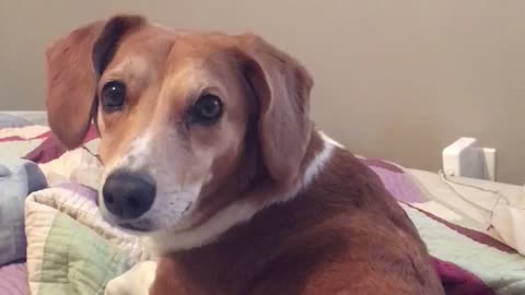 Brown dog laying down and waking up when owner says dinner