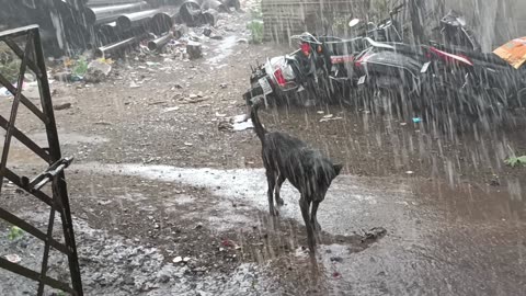Barish