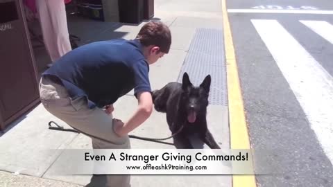 DOG TRAINING #20