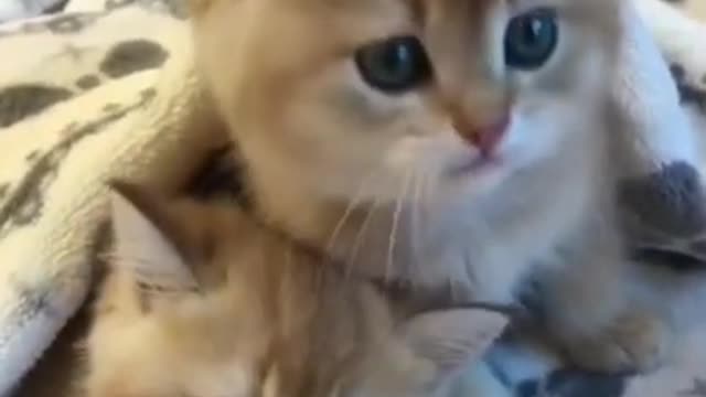 Cute Cats Best Compilation -cute pets😍