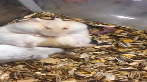 HAMSTER GIVING LIGHT