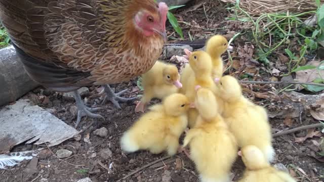 Hen and her ducklings