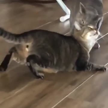 ANDDDD THE SHOW BEGIN!