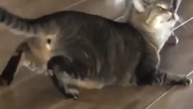 ANDDDD THE SHOW BEGIN!