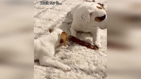 Funny animal video