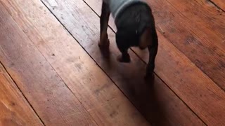 Puppy puts on clothes and thinks he can’t walk