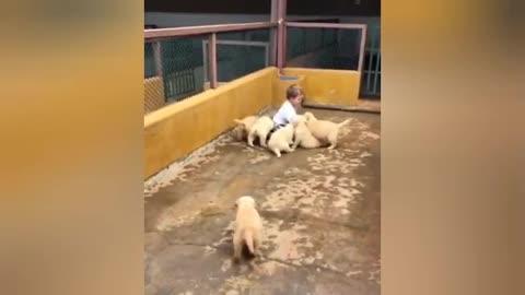 Cute and happy child playing with puppies