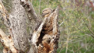 Baby Owls In Their Nest