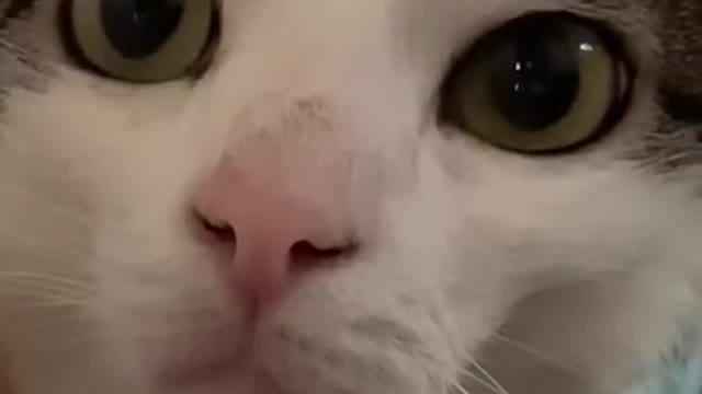 top funny cats videos