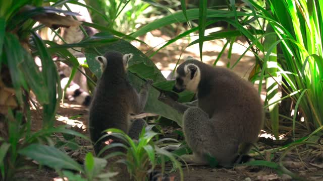 Rare animals and birds. nature forests