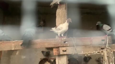 I'm going to catch a roast pigeon!