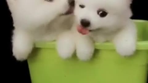 Cutest baby dogs, Beautiful puppy