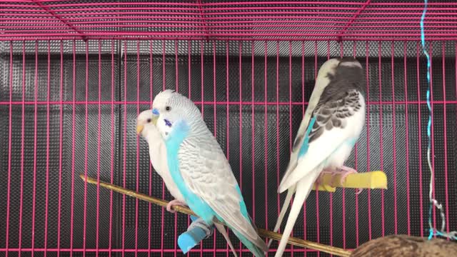 my Birds in house