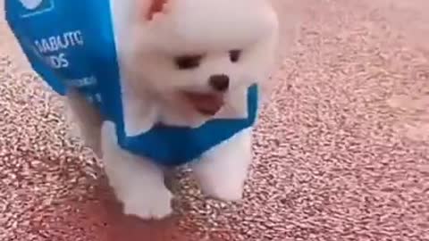 Cute puppy video