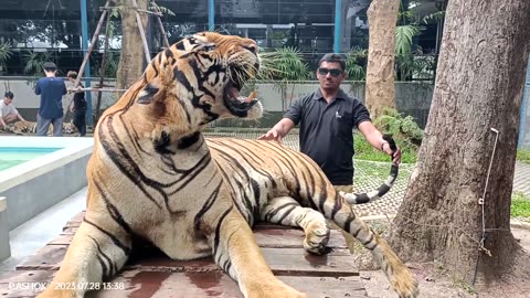 Tiger park Pattaya Bankok