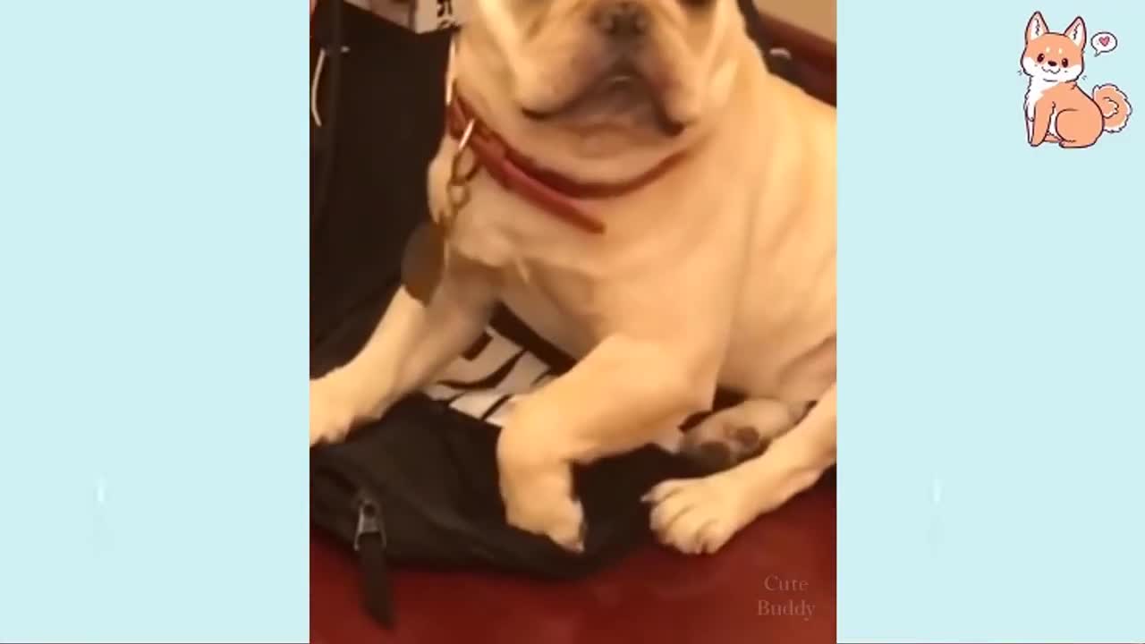 Funny cute Dogs behaving like Human