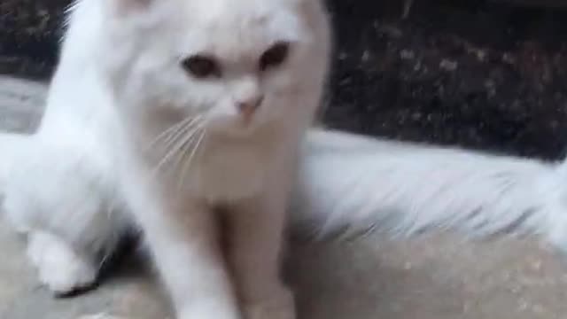 cat dance with music