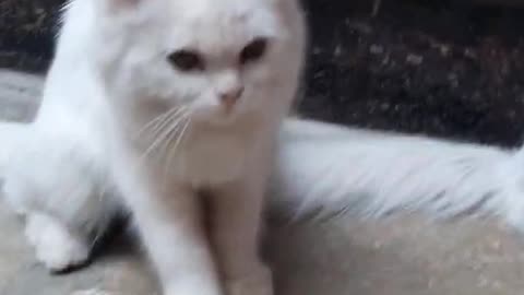 cat dance with music