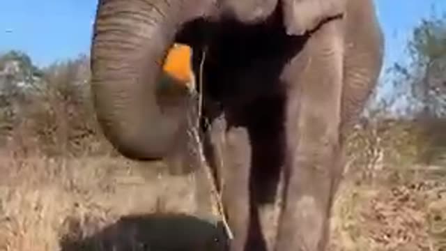 enjoyable elephant