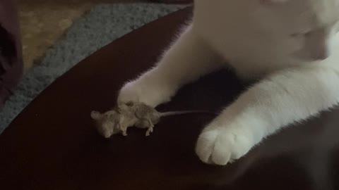 Siber Kills Mouse