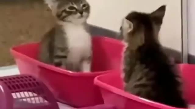 🐱Amazing cute funny videos 🐱