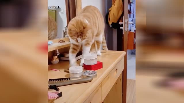 Amazing cats videos - Funny cats videos 1