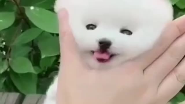 Dog Video | Cute Puppy | Funny Video