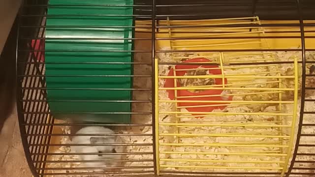 Hamster in a cage