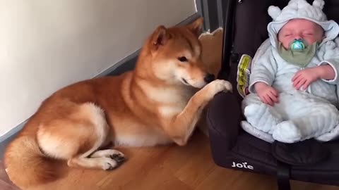 Dog Rocks Baby In Car Seat......!!!